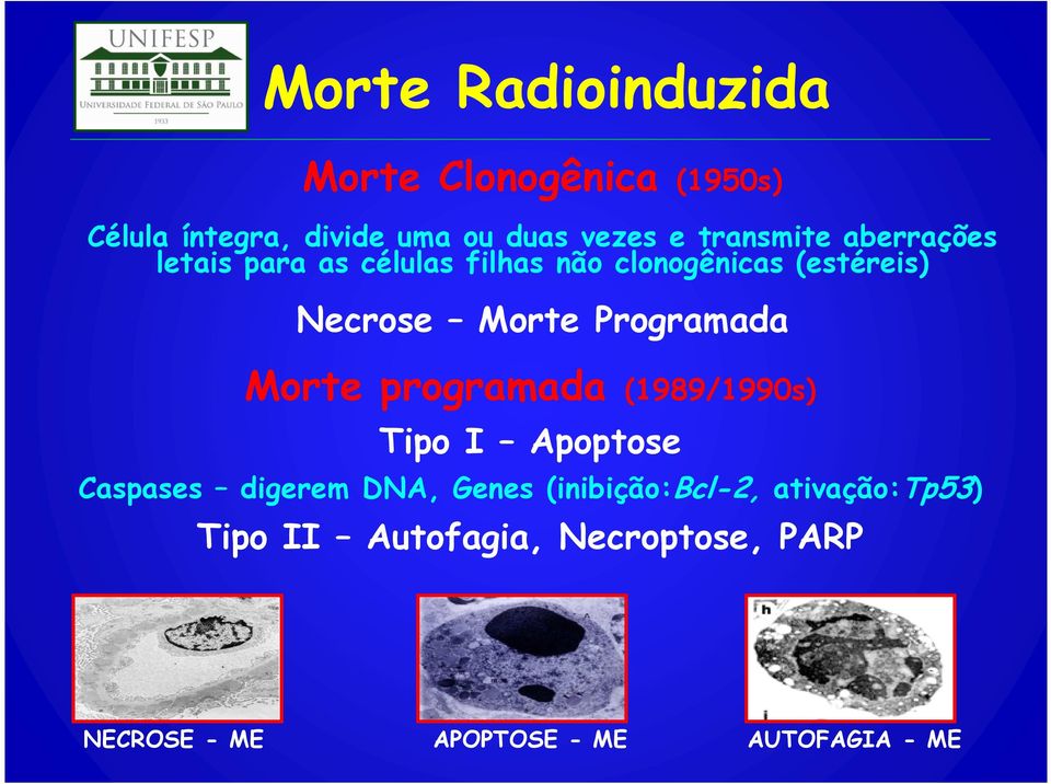 Programada Morte programada (1989/1990s) Tipo I Apoptose Caspases digerem DNA, Genes