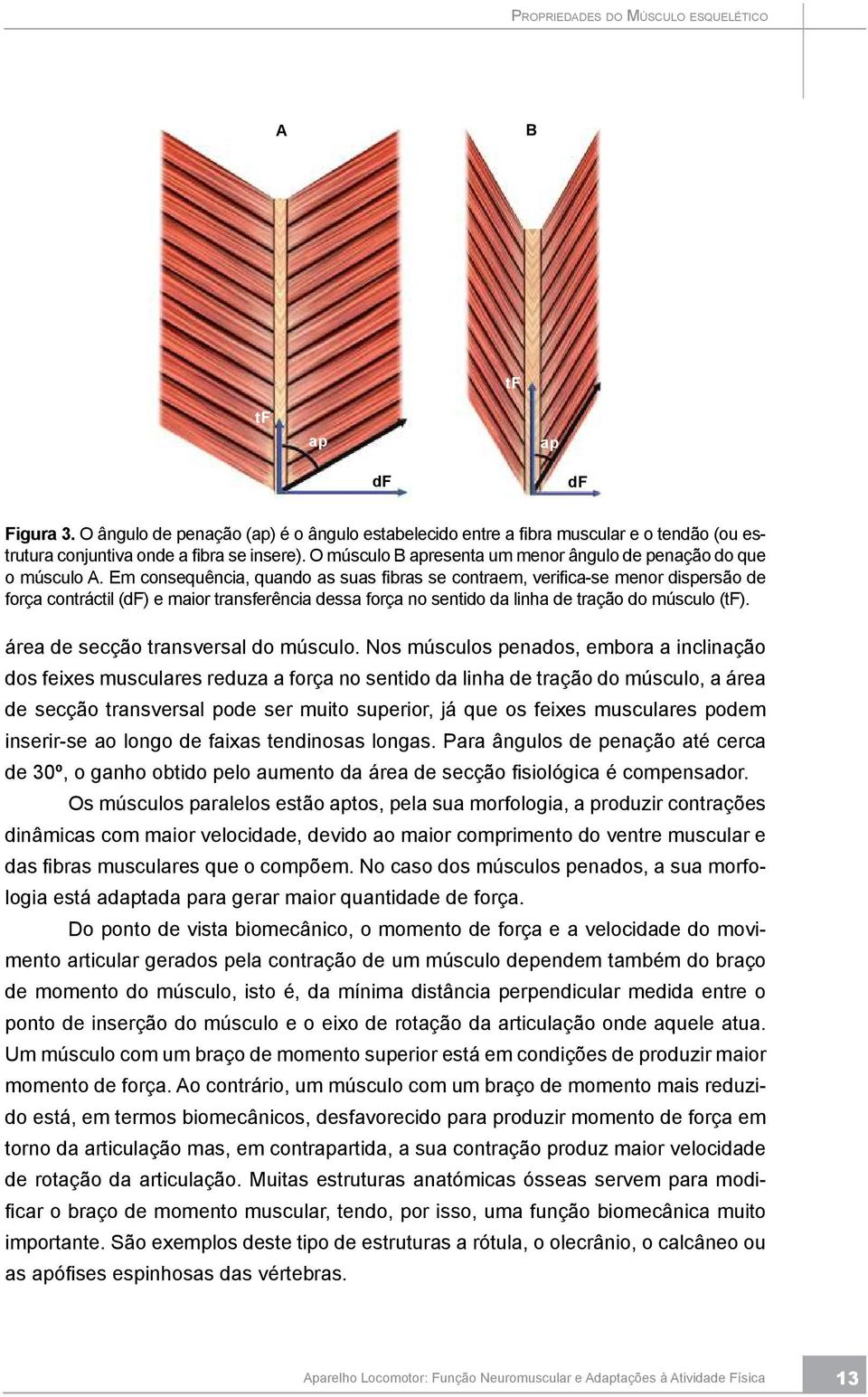 O músculo B apresenta um menor ângulo de penação do que o músculo A.