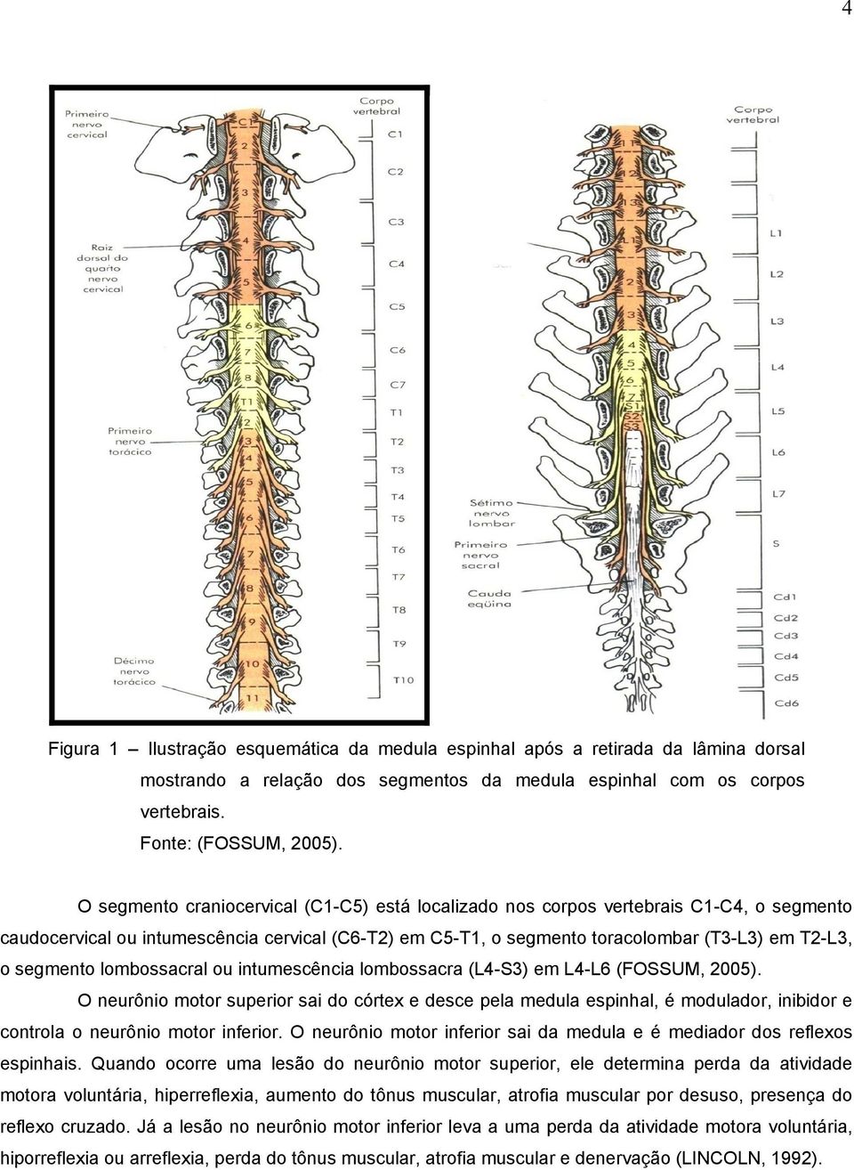 segmento lombossacral ou intumescência lombossacra (L4-S3) em L4-L6 (FOSSUM, 2005).