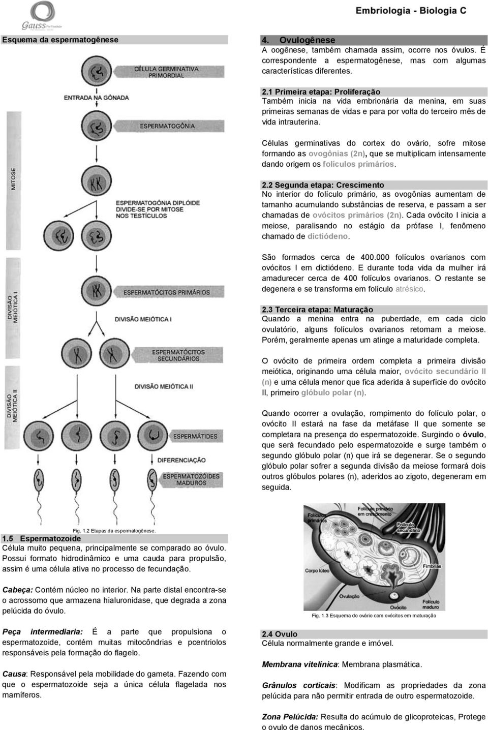 Células germinativas do cortex do ovário, sofre mitose formando as ovogônias (2n), que se multiplicam intensamente dando origem os folículos primários. 2.