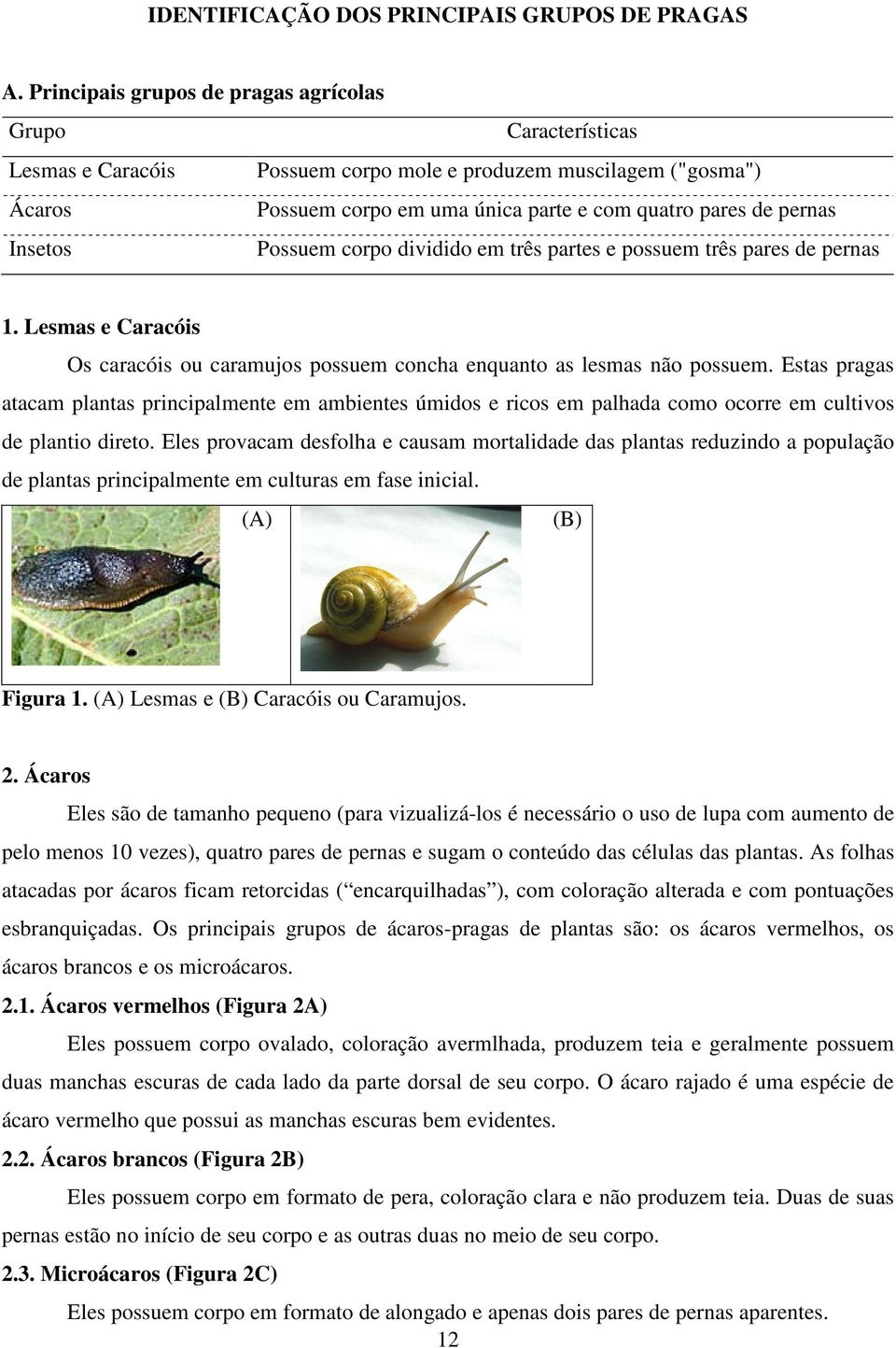 Insetos Possuem corpo dividido em três partes e possuem três pares de pernas 1. Lesmas e Caracóis Os caracóis ou caramujos possuem concha enquanto as lesmas não possuem.