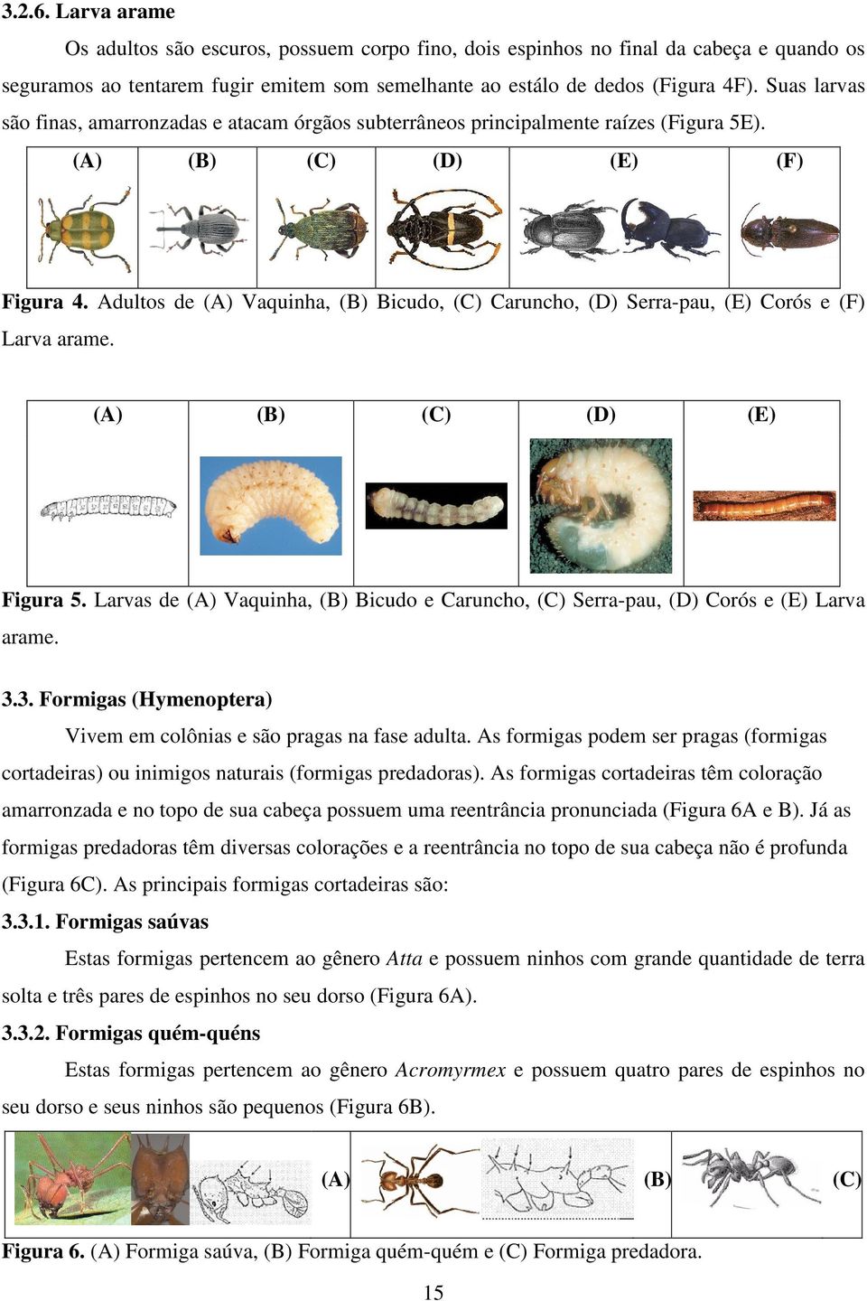 Adultos de (A) Vaquinha, (B) Bicudo, (C) Caruncho, (D) Serra-pau, (E) Corós e (F) Larva arame. (A) (B) (C) (D) (E) Figura 5.