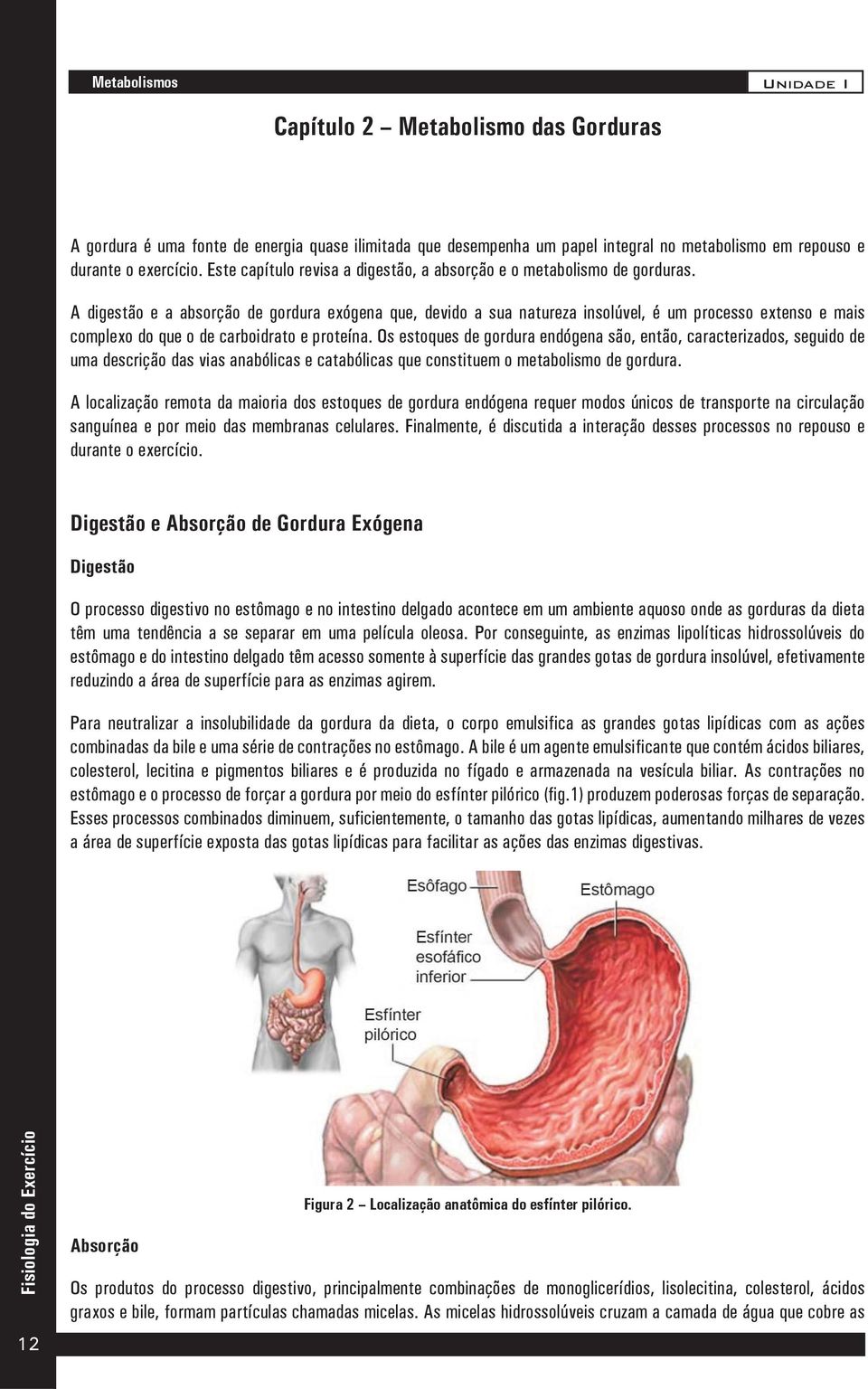 A digestão e a absorção de gordura exógena que, devido a sua natureza insolúvel, é um processo extenso e mais complexo do que o de carboidrato e proteína.