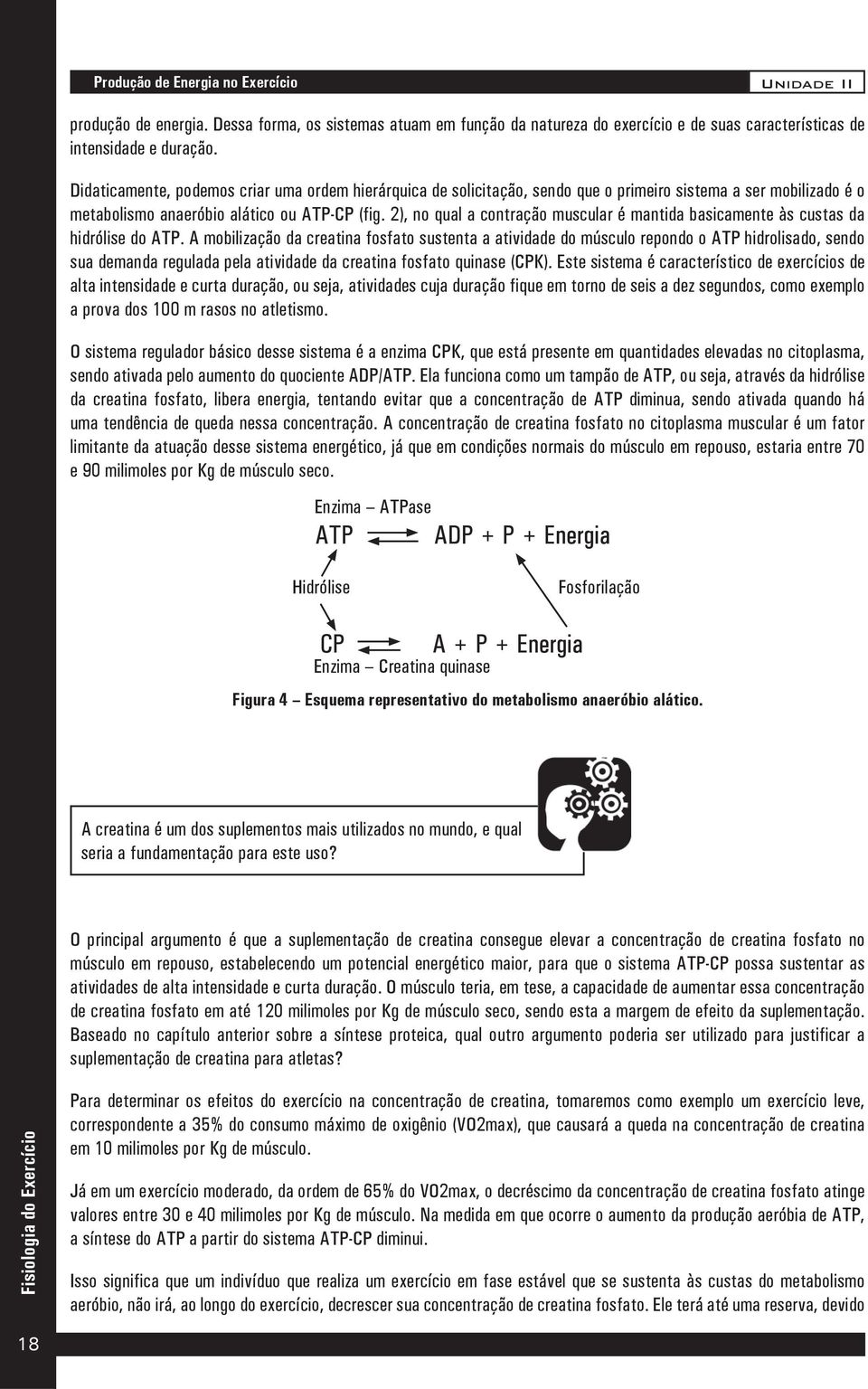 2), no qual a contração muscular é mantida basicamente às custas da hidrólise do ATP.