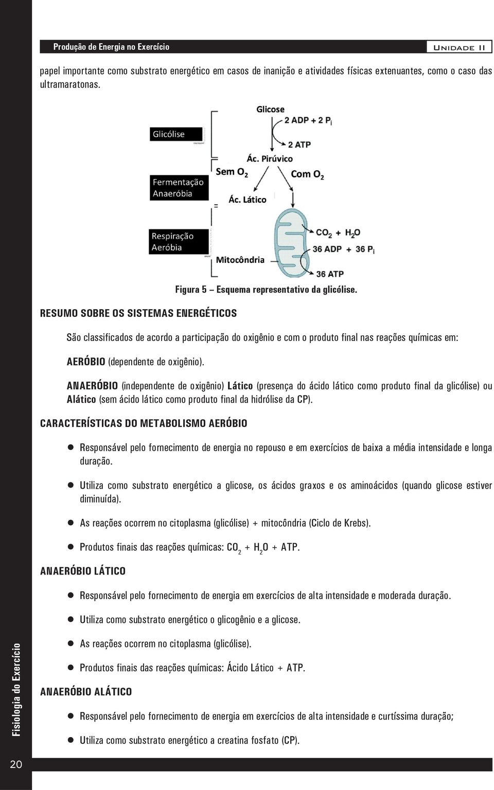 São classificados de acordo a participação do oxigênio e com o produto final nas reações químicas em: AERÓBIO (dependente de oxigênio).