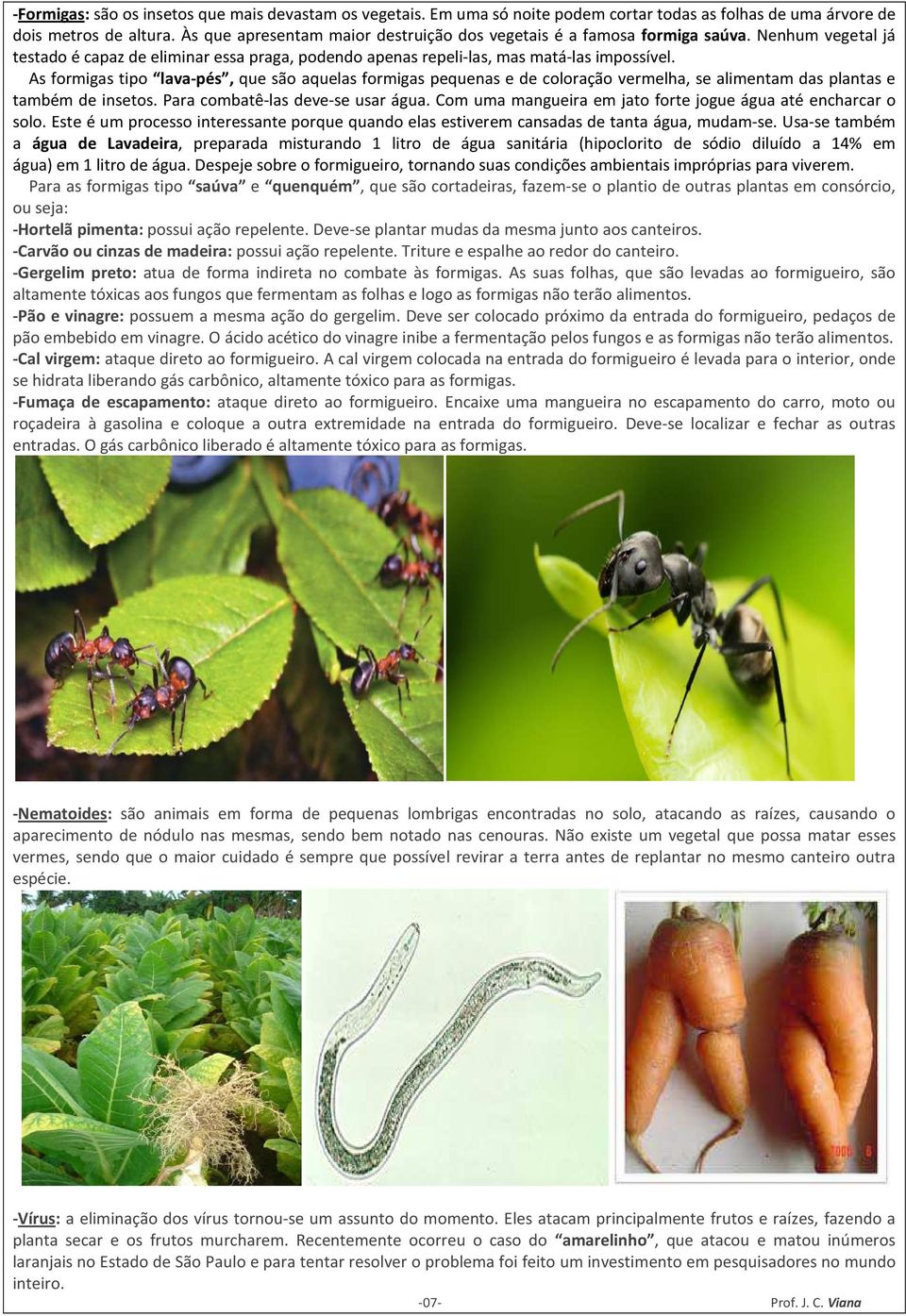 As formigas tipo lava-pés, que são aquelas formigas pequenas e de coloração vermelha, se alimentam das plantas e também de insetos. Para combatê-las deve-se usar água.