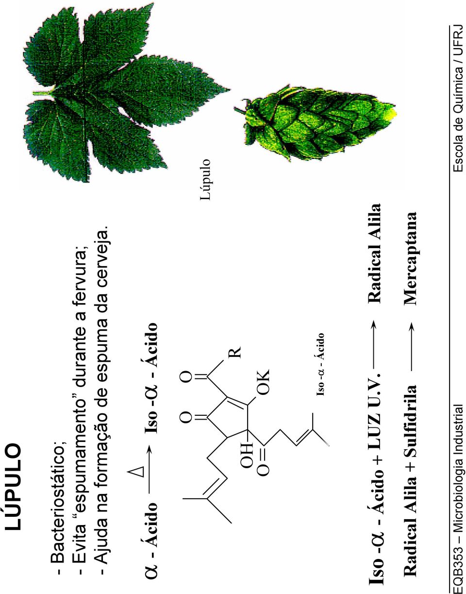 α -Ácido Iso -α -Ácido O O Lúpulo OH O R OK Iso -α -Ácido