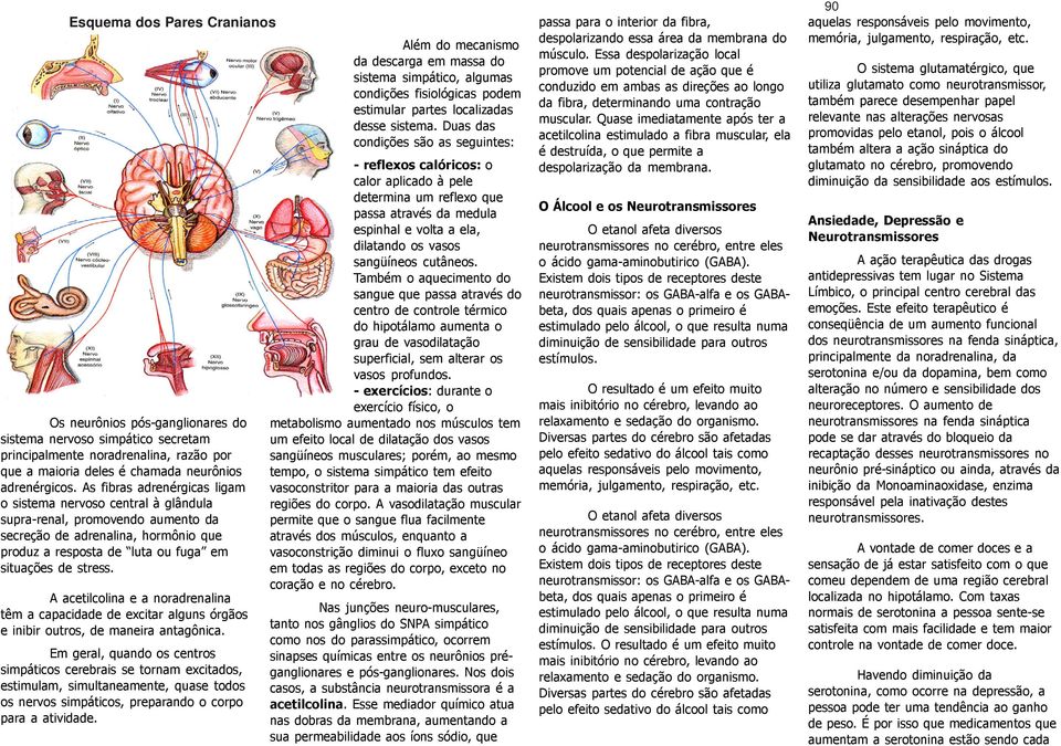 A acetilcolina e a noradrenalina têm a capacidade de excitar alguns órgãos e inibir outros, de maneira antagônica.