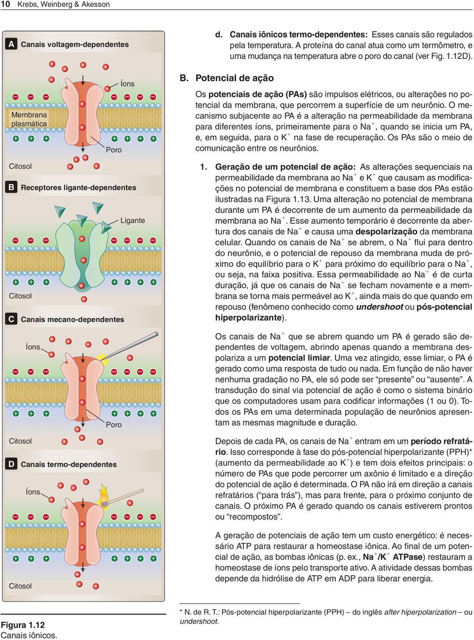 Potencial de ação Os potenciais de ação (PAs) são impulsos elétricos, ou alterações no potencial da membrana, que percorrem a superfície de um neurônio.