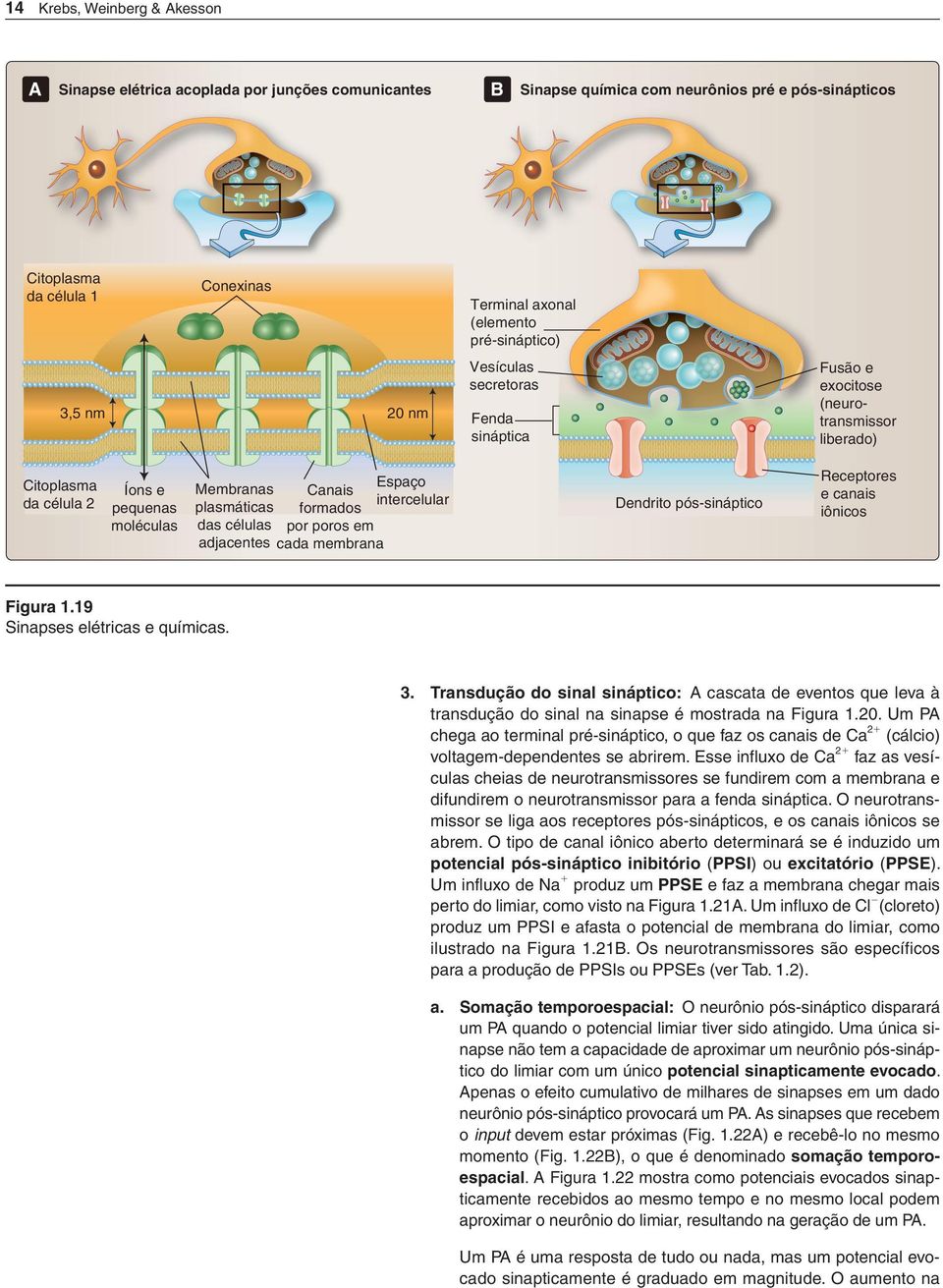adjacentes Canais formados por poros em cada membrana Espaço intercelular Dendrito póssináptico Receptores e canais iônicos Figura 1.19 Sinapses elétricas e químicas. 3.