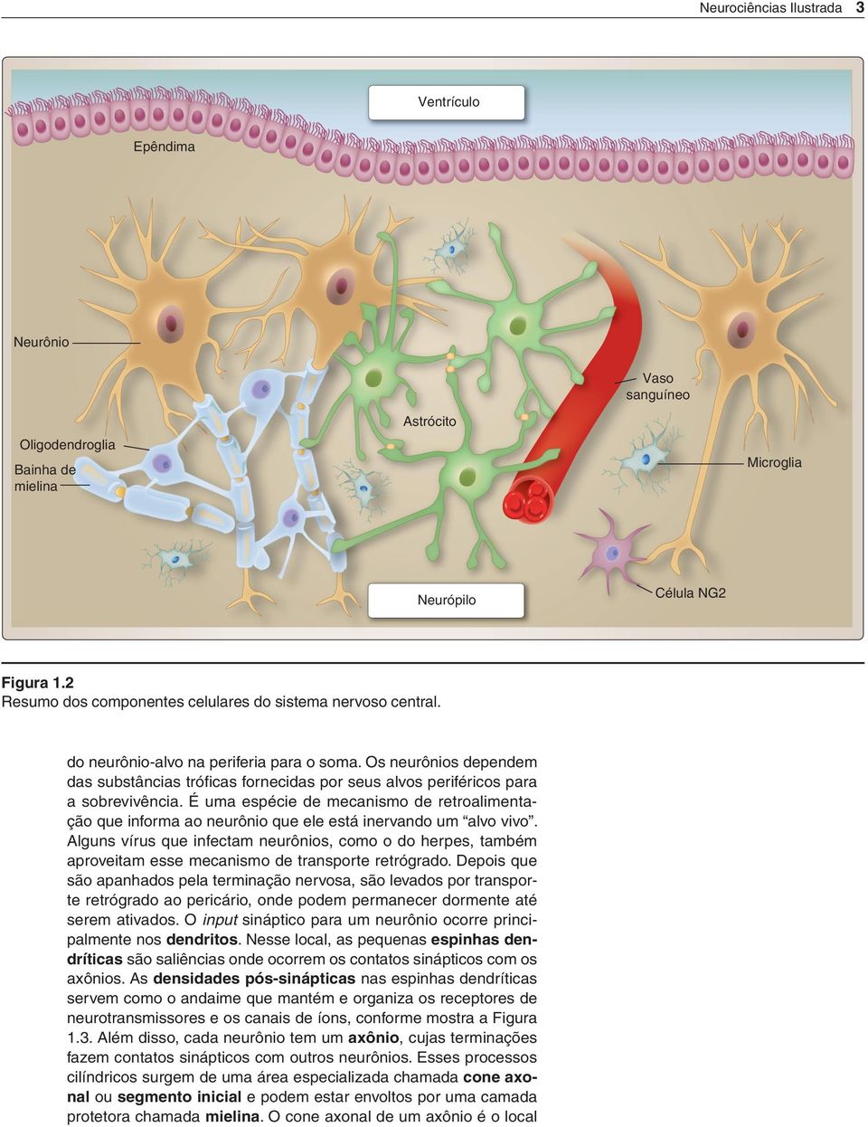 Os neurônios dependem das substâncias tróficas fornecidas por seus alvos periféricos para a sobrevivência.