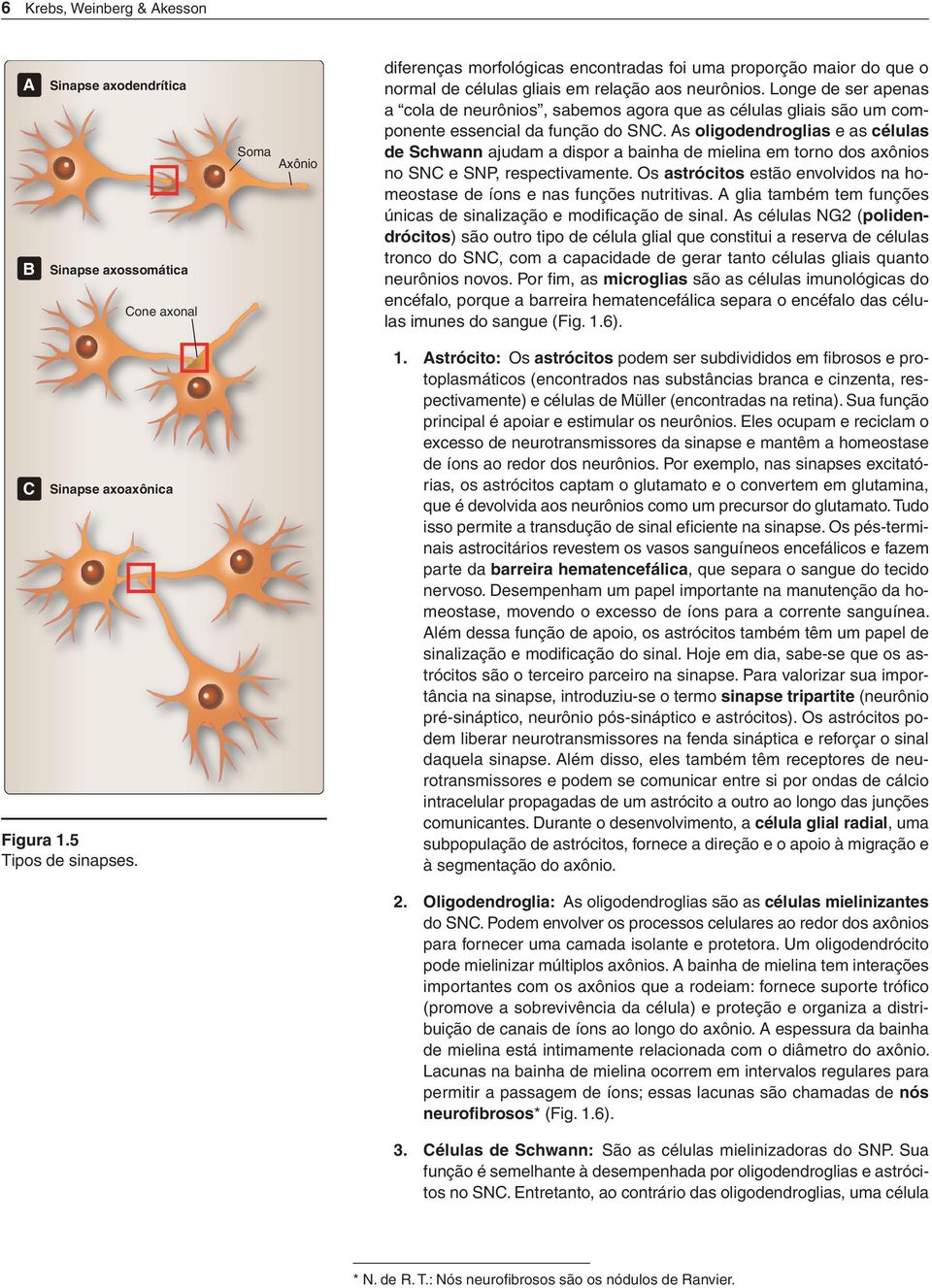 As oligodendroglias e as células de Schwann ajudam a dispor a bainha de mielina em torno dos axônios no SNC e SNP, respectivamente.