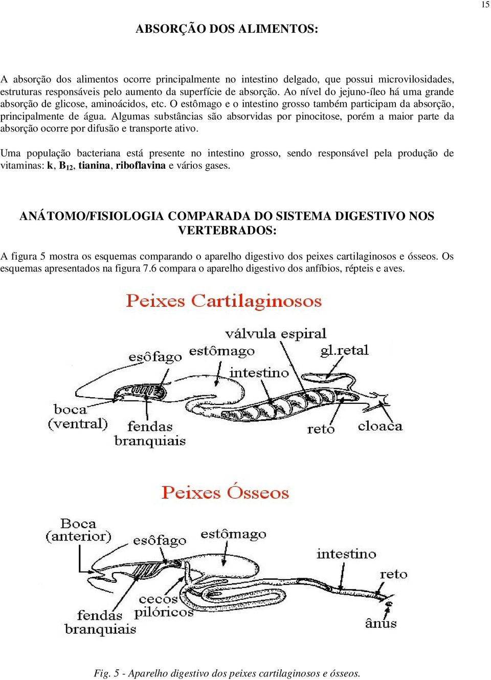 Algumas substâncias são absorvidas por pinocitose, porém a maior parte da absorção ocorre por difusão e transporte ativo.