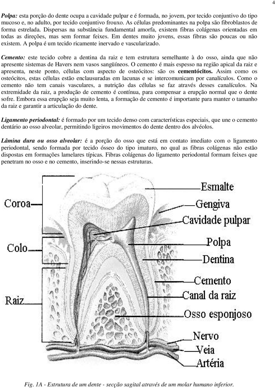 Em dentes muito jovens, essas fibras são poucas ou não existem. A polpa é um tecido ricamente inervado e vascularizado.