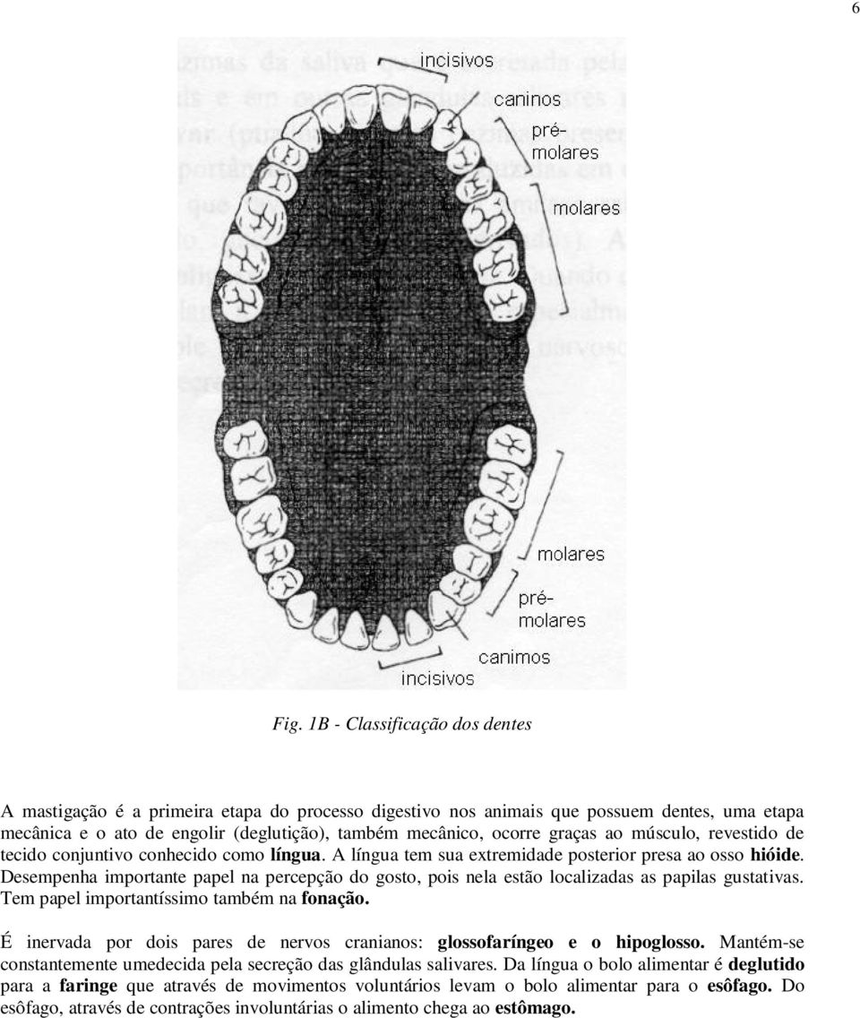 ao músculo, revestido de tecido conjuntivo conhecido como língua. A língua tem sua extremidade posterior presa ao osso hióide.