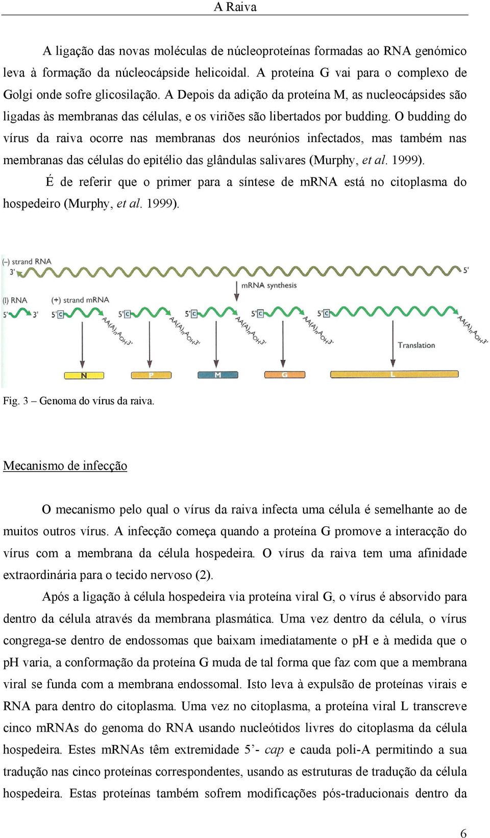 O budding do vírus da raiva ocorre nas membranas dos neurónios infectados, mas também nas membranas das células do epitélio das glândulas salivares (Murphy, et al. 1999).