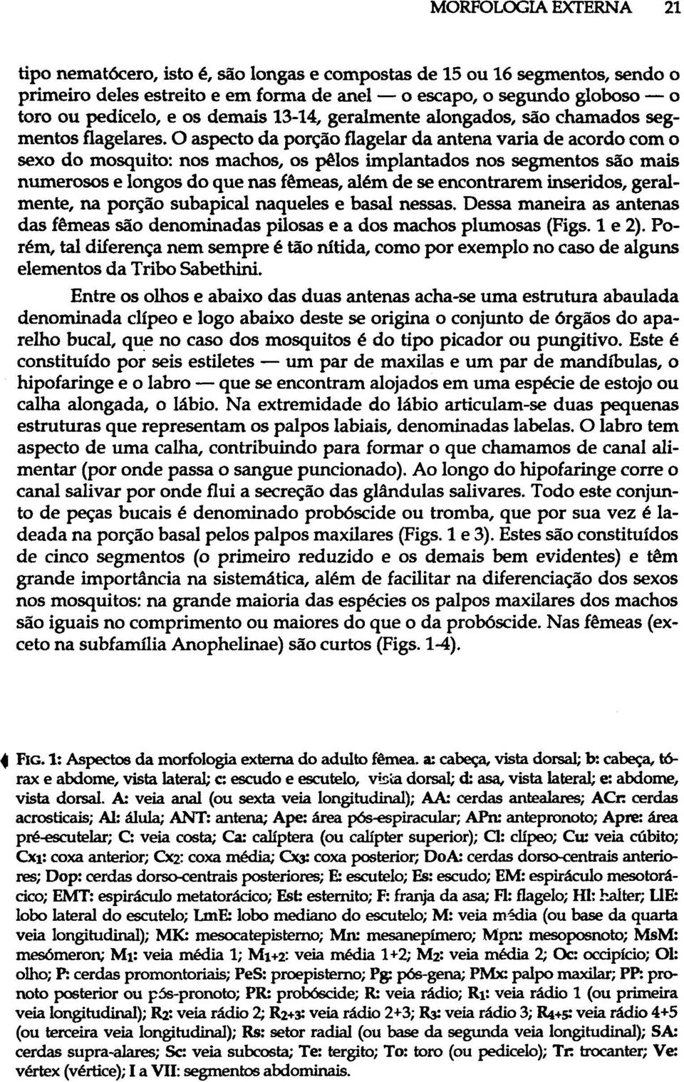 O aspecto da porção flagelar da antena varia de acordo com o sexo do mosquito: nos machos, os pêlos implantados nos segmentos são mais numerosos e longos do que nas fêmeas, além de se encontrarem