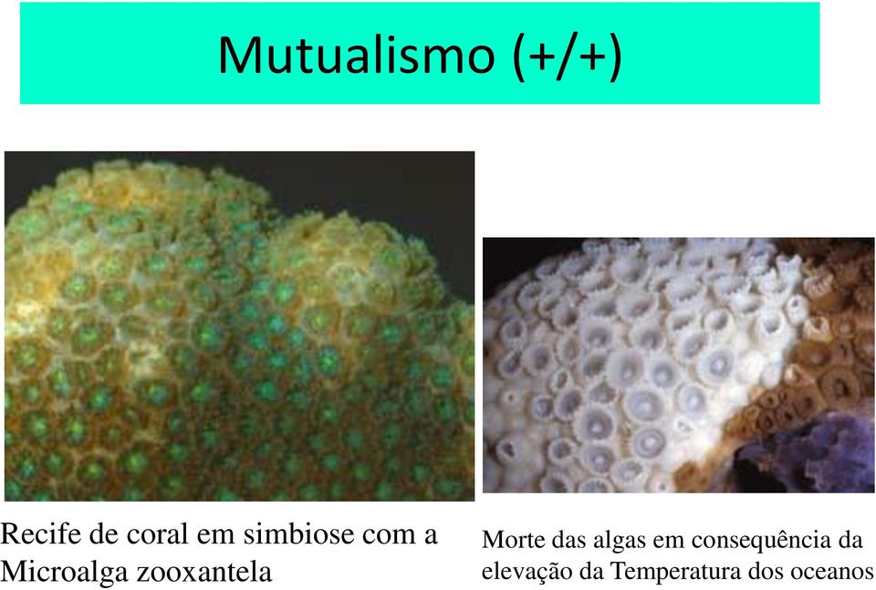 Morte das algas em consequência da