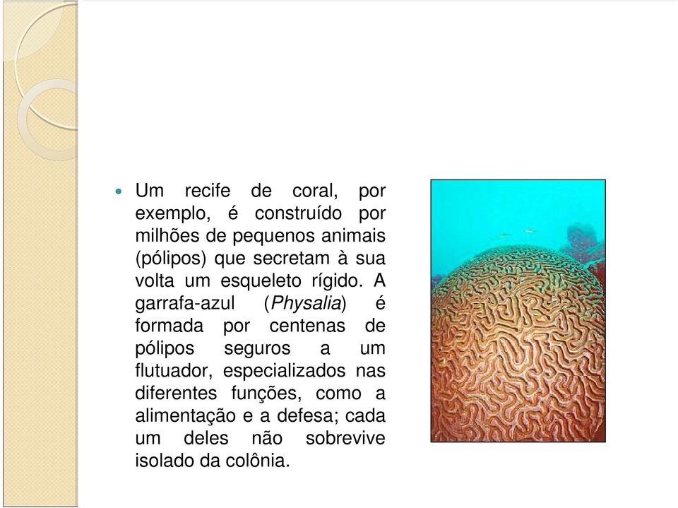 A garrafa-azul (Physalia) é formada por centenas de pólipos seguros a um flutuador,