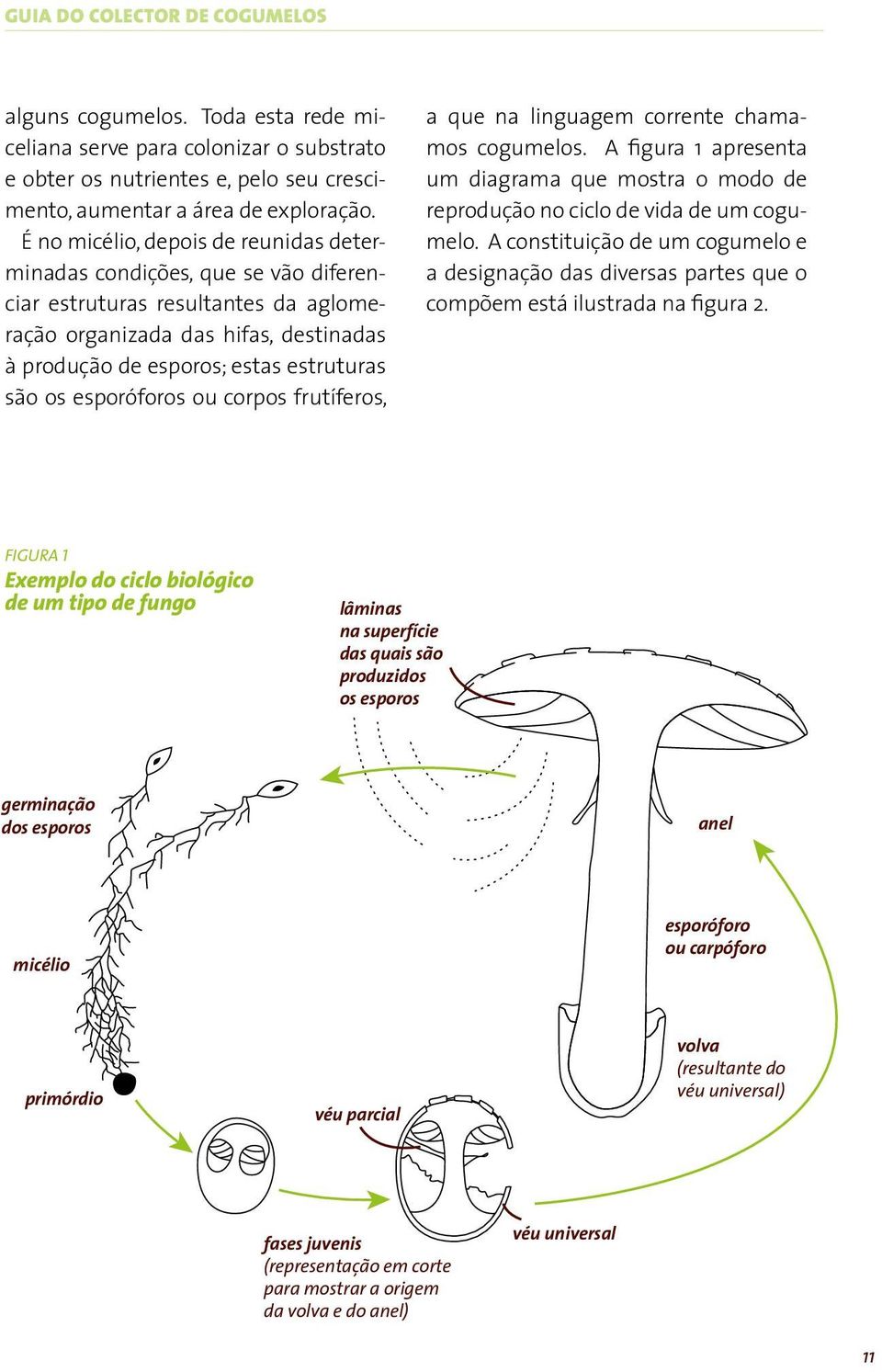 esporóforos ou corpos frutíferos, a que na linguagem corrente chamamos cogumelos. A figura 1 apresenta um diagrama que mostra o modo de reprodução no ciclo de vida de um cogumelo.