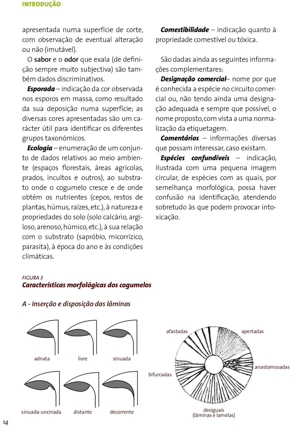 Esporada indicação da cor observada nos esporos em massa, como resultado da sua deposição numa superfície; as diversas cores apresentadas são um carácter útil para identificar os diferentes grupos