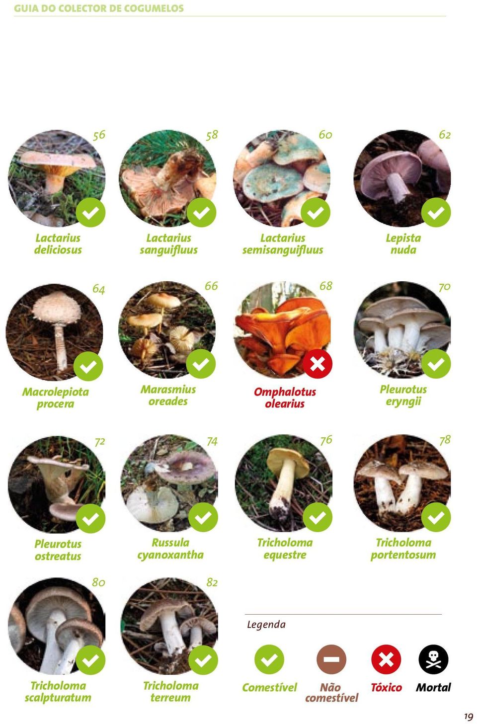 cyanoxantha 74 Lepista nuda 62 Tricholoma terreum 82 Lactarius deliciosus 56 Pleurotus ostreatus 72