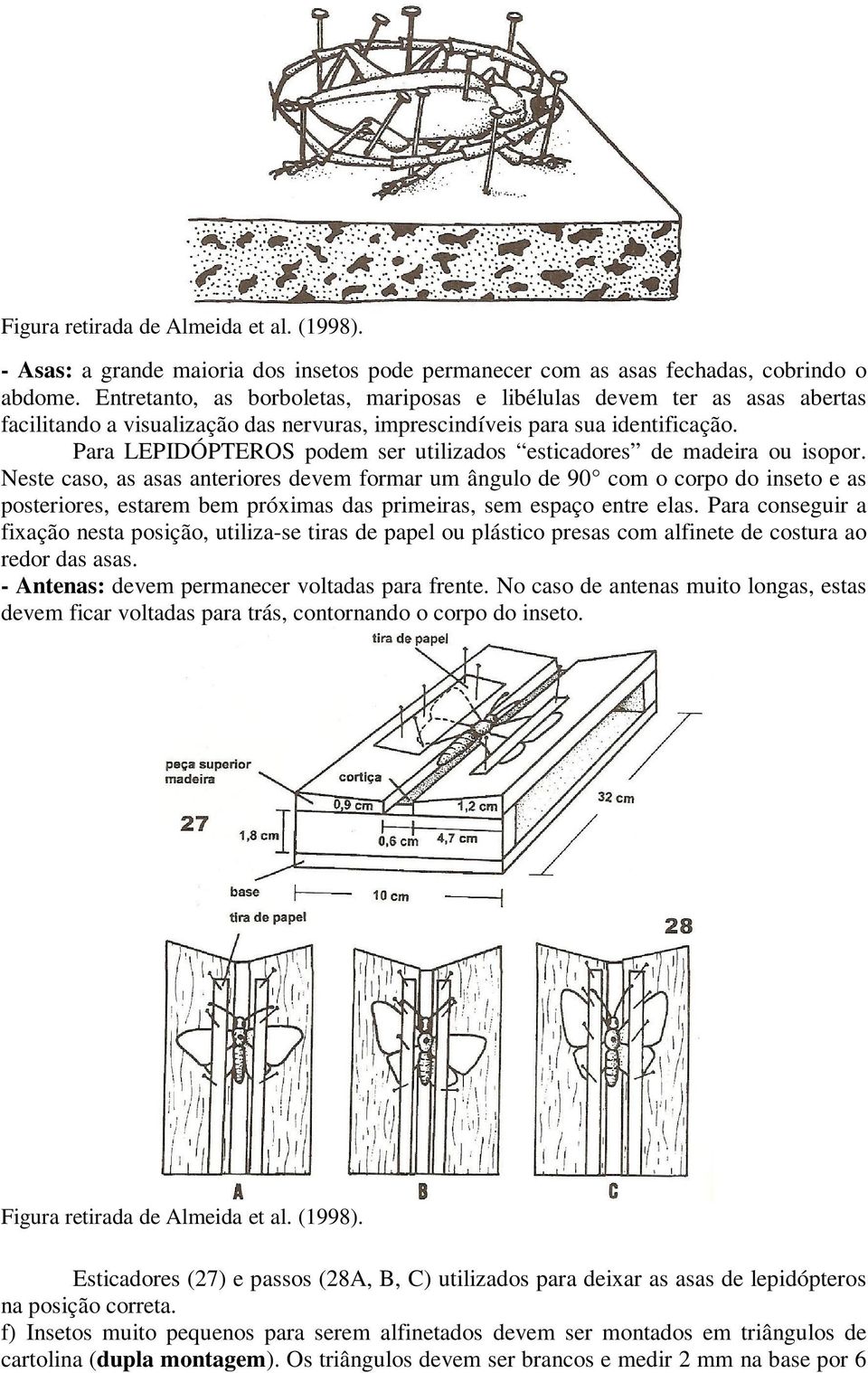 Para LEPIDÓPTEROS podem ser utilizados esticadores de madeira ou isopor.