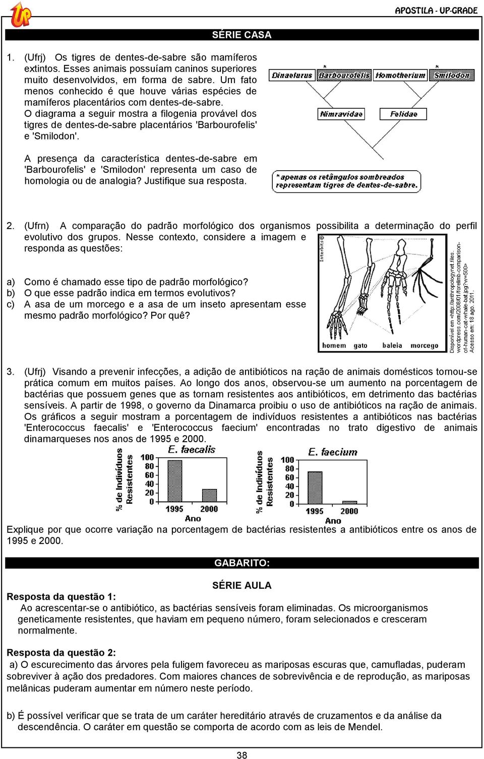 O diagrama a seguir mostra a filogenia provável dos tigres de dentes-de-sabre placentários 'Barbourofelis' e 'Smilodon'.