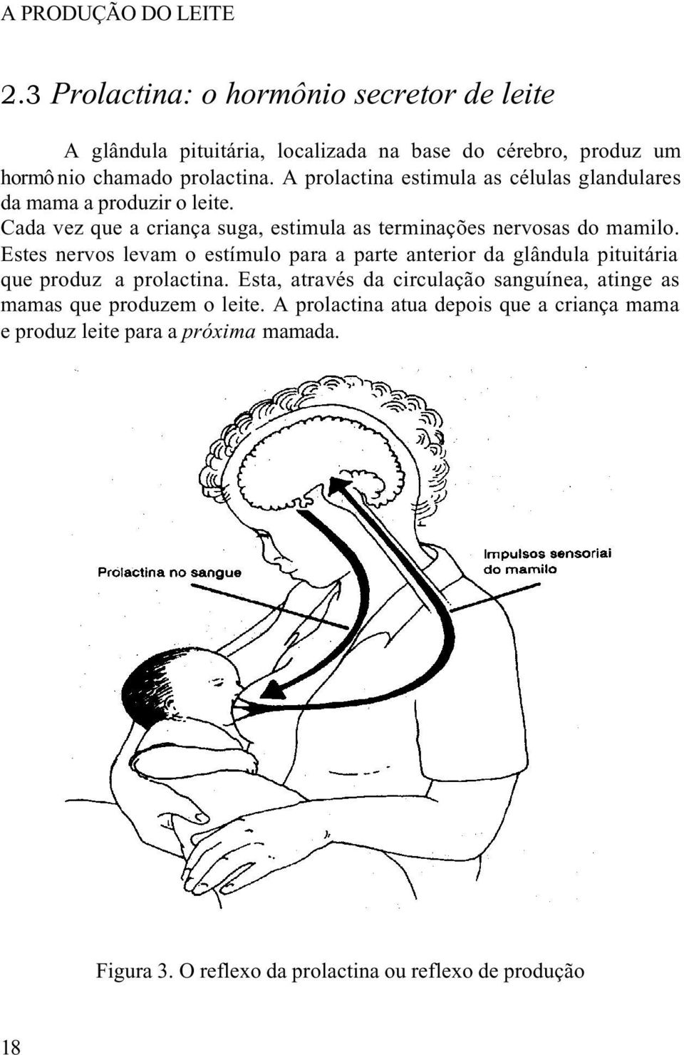 A prolactina estimula as células glandulares da mama a produzir o leite. Cada vez que a criança suga, estimula as terminações nervosas do mamilo.