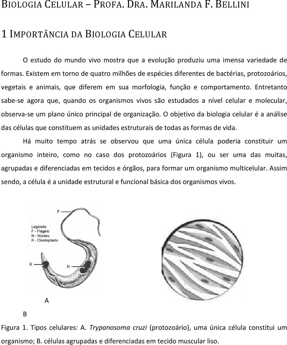 Entretanto sabe-se se agora que, quando os organismos vivos são estudados a nível celular e molecular, observa-se um plano único principal de organização.