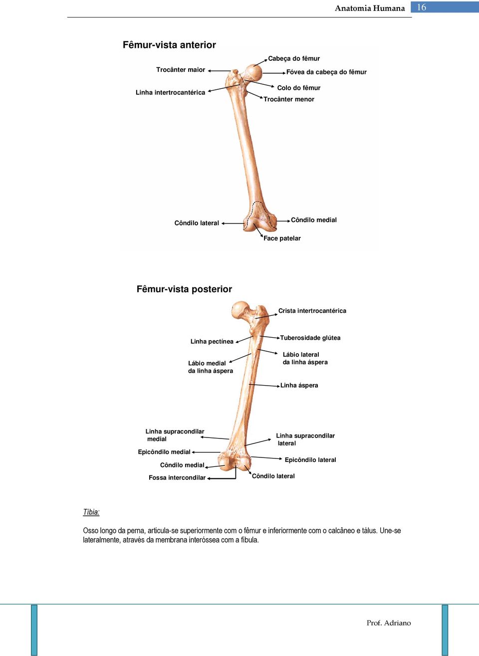 Linha áspera Linha supracondilar medial Epicôndilo medial Côndilo medial Fossa intercondilar Côndilo lateral Linha supracondilar lateral Epicôndilo lateral