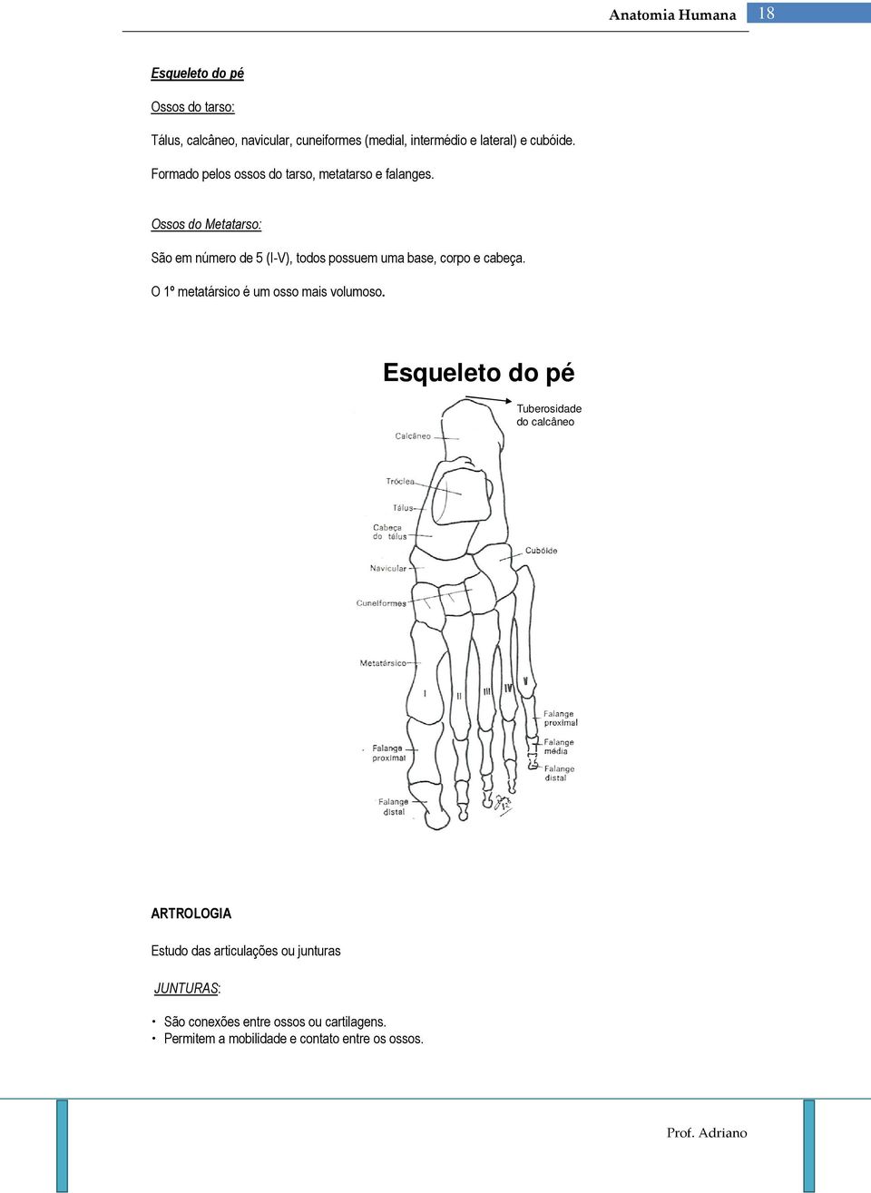 Ossos do Metatarso: São em número de 5 (I-V), todos possuem uma base, corpo e cabeça.