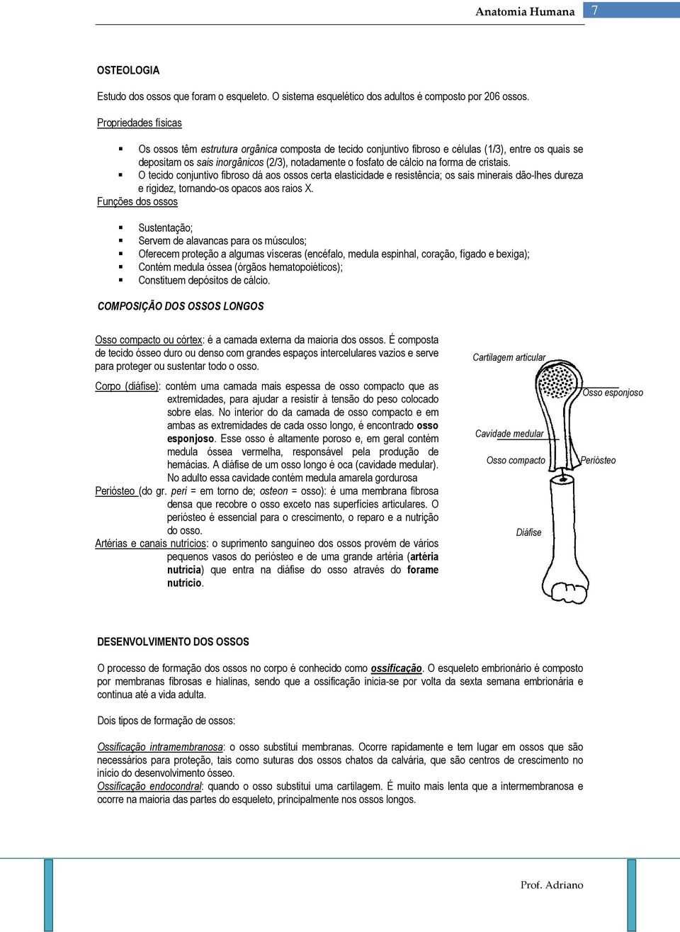 forma de cristais. O tecido conjuntivo fibroso dá aos ossos certa elasticidade e resistência; os sais minerais dão-lhes dureza e rigidez, tornando-os opacos aos raios X.