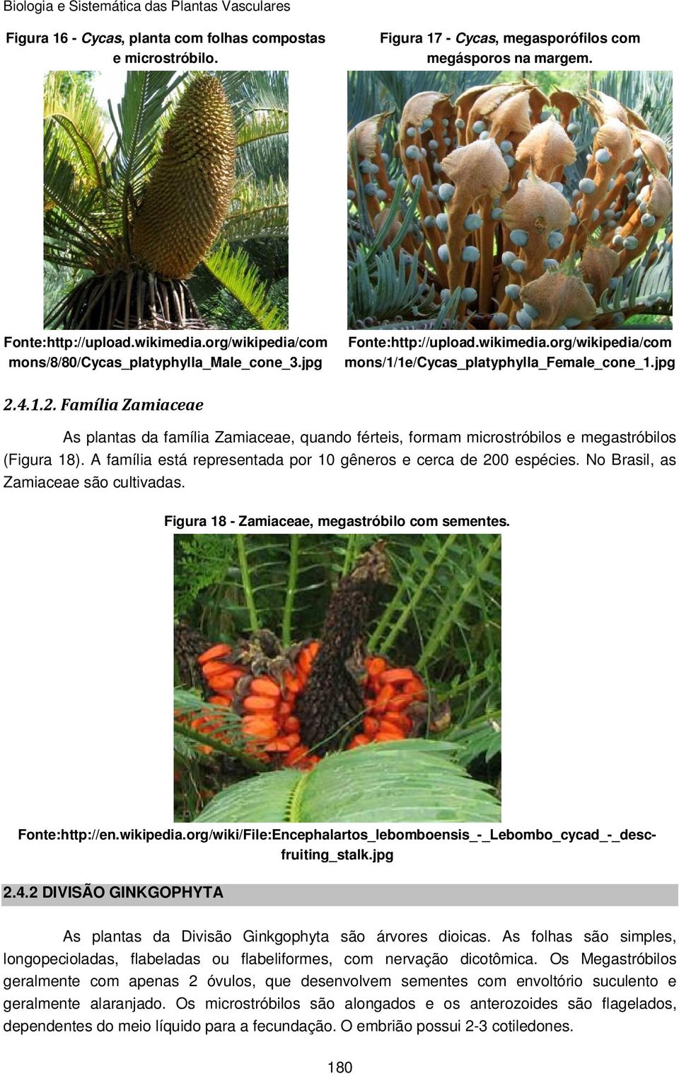 4.1.2. Família Zamiaceae As plantas da família Zamiaceae, quando férteis, formam microstróbilos e megastróbilos (Figura 18). A família está representada por 10 gêneros e cerca de 200 espécies.