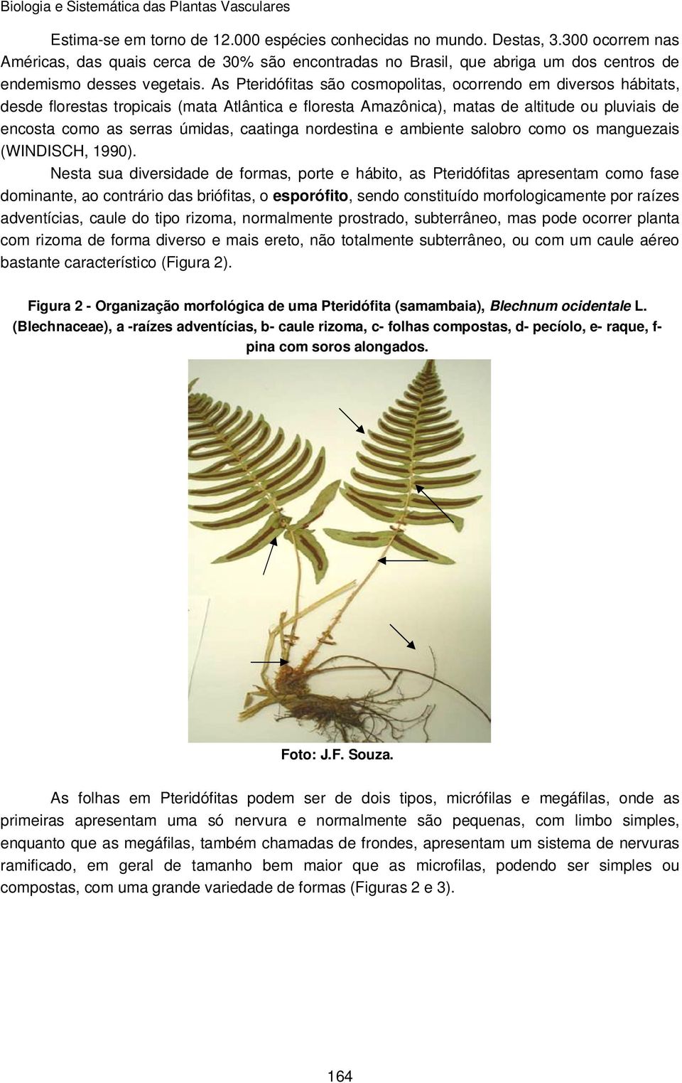 caatinga nordestina e ambiente salobro como os manguezais (WINDISCH, 1990).