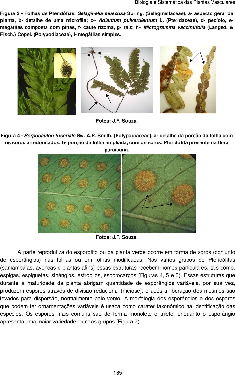 Figura 4 - Serpocaulon triseriale Sw. A.R. Smith. (Polypodiaceae), a- detalhe da porção da folha com os soros arredondados, b- porção da folha ampliada, com os soros.