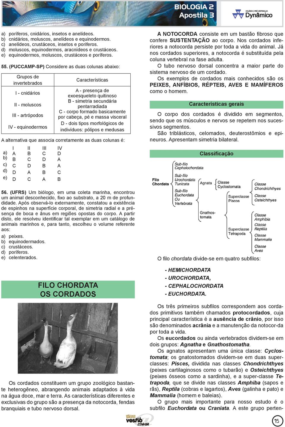 (PUCCAMP-SP) Considere as duas colunas abaixo: Grupos de invertebrados I - cnidários II - moluscos III - artrópodos IV - equinodermos Características A - presença de exoesqueleto quitinoso B -