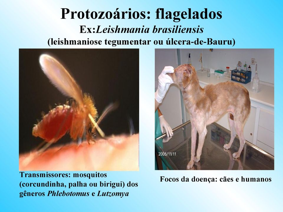 Transmissores: mosquitos (corcundinha, palha ou