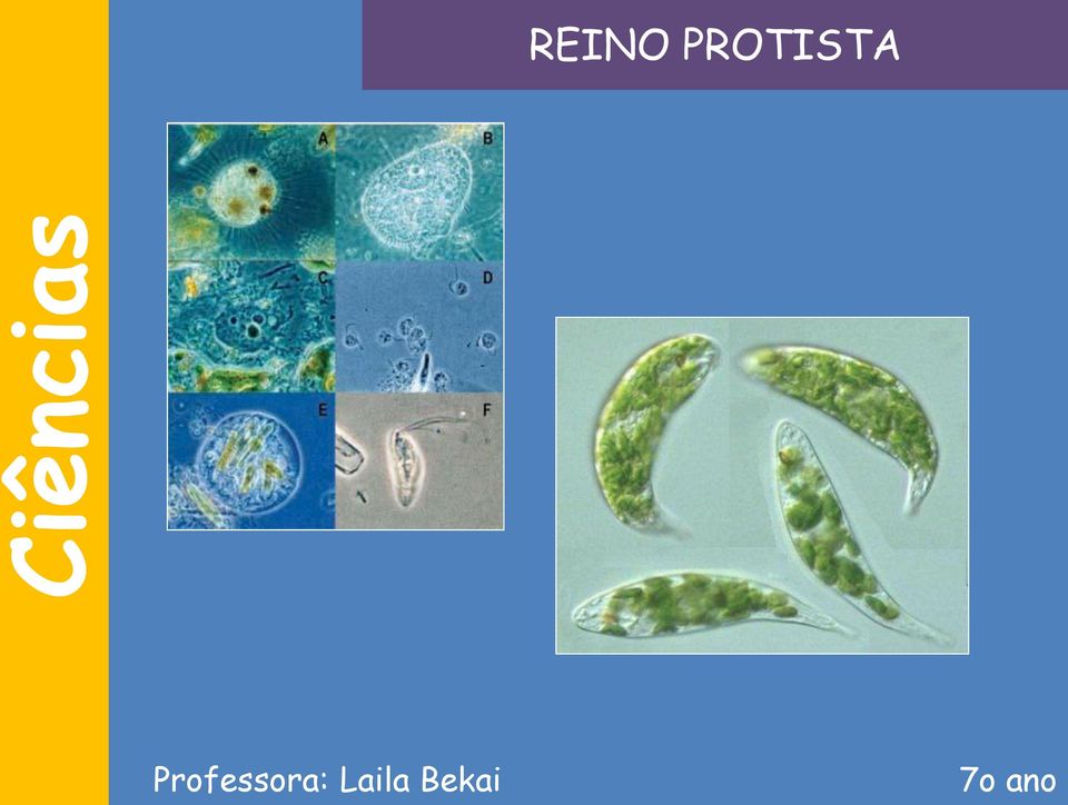 PROTISTA