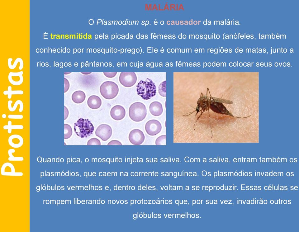 Ele é comum em regiões de matas, junto a rios, lagos e pântanos, em cuja água as fêmeas podem colocar seus ovos.