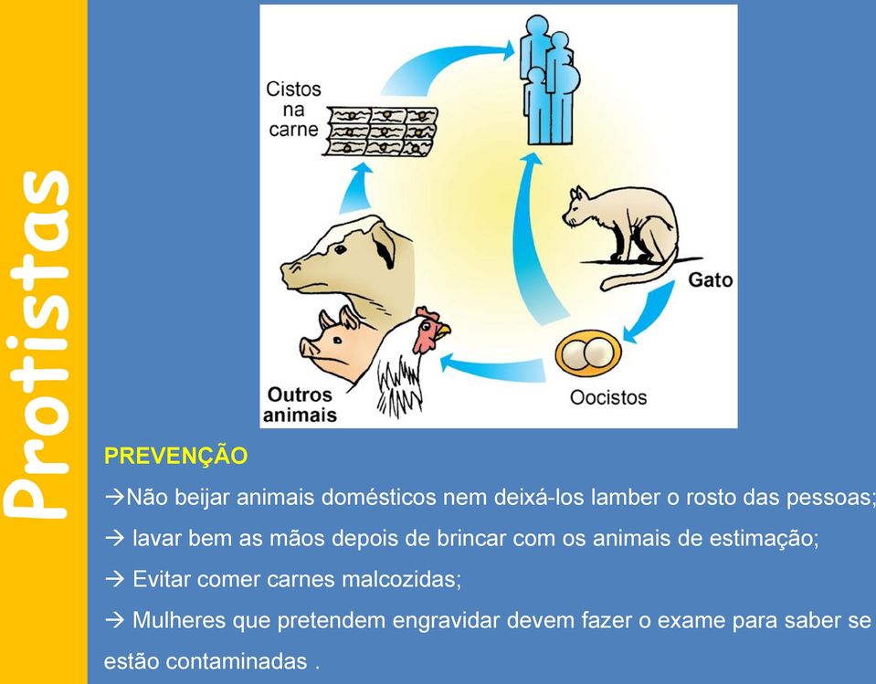 animais de estimação; Evitar comer carnes malcozidas; Mulheres que