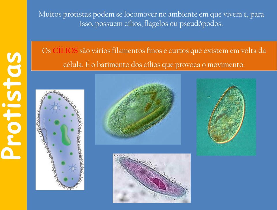 Os CÍLIOS são vários filamentos finos e curtos que existem