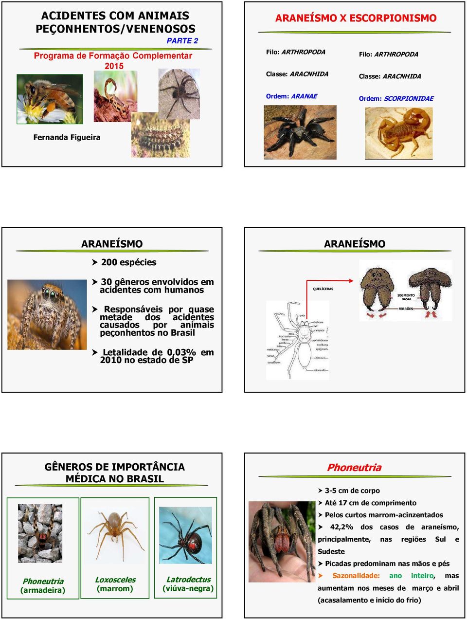 estado de SP QUELÍCERAS SEGMENTO BASAL FERRÕES Phoneutria (armadeira) GÊNEROS DE IMPORTÂNCIA MÉDICA NO BRASIL Loxosceles (marrom) Latrodectus (viúva-negra) Phoneutria 3-5 cm de corpo Até 17 cm de