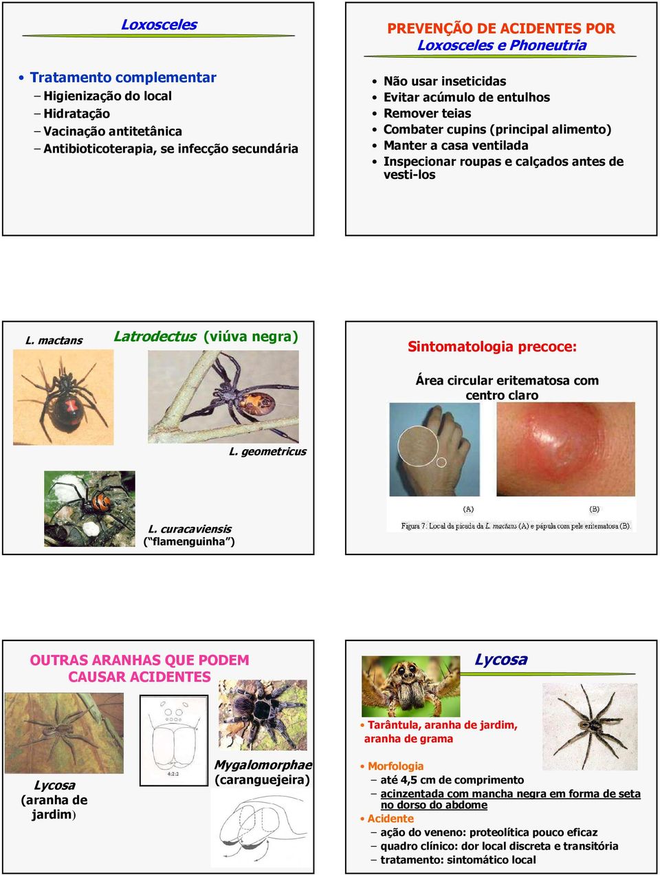 mactans Latrodectus (viúva negra) Sintomatologia precoce: Área circular eritematosa com centro claro L. geometricus L.