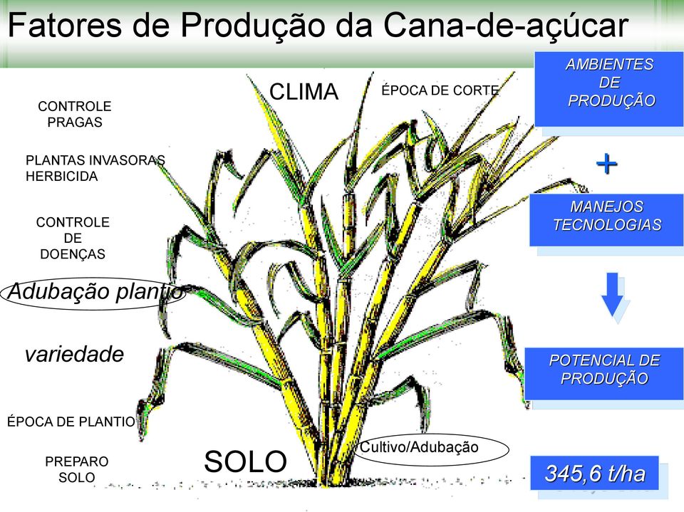 DOENÇAS + MANEJOS TECNOLOGIAS Adubação plantio variedade POTENCIAL DE