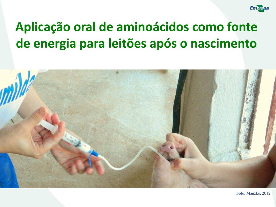 energia para leitões após