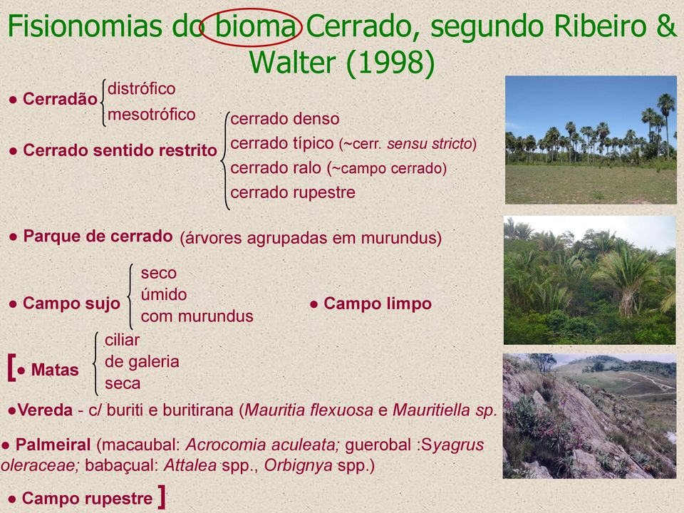 sensu stricto) cerrado ralo (~campo cerrado) cerrado rupestre Parque de cerrado (árvores agrupadas em murundus) seco úmido Campo sujo