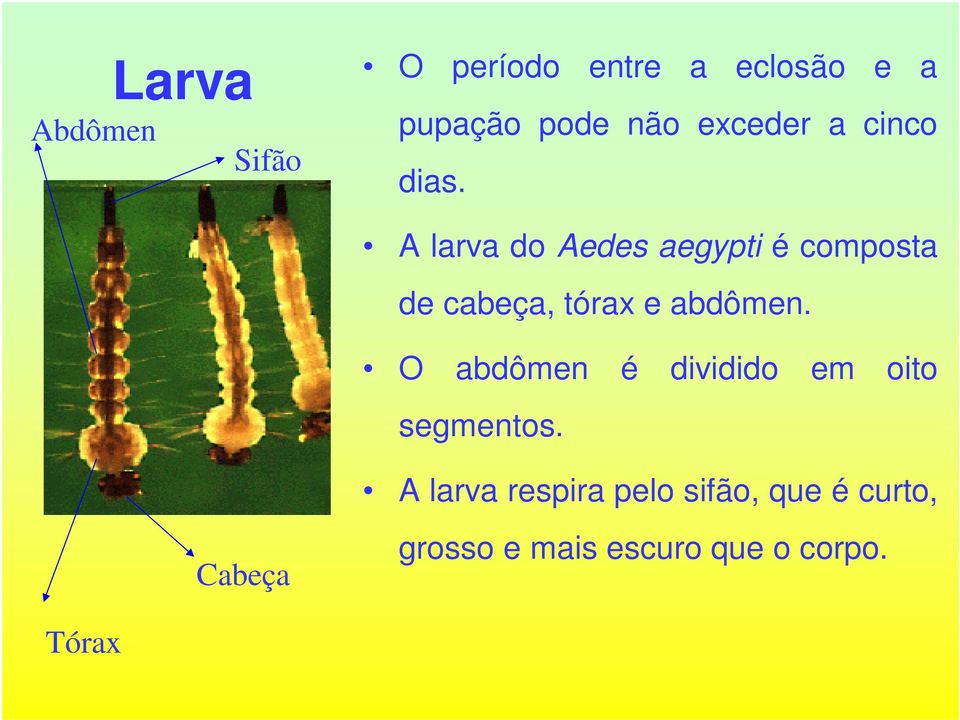 A larva do Aedes aegypti é composta de cabeça, tórax e abdômen.