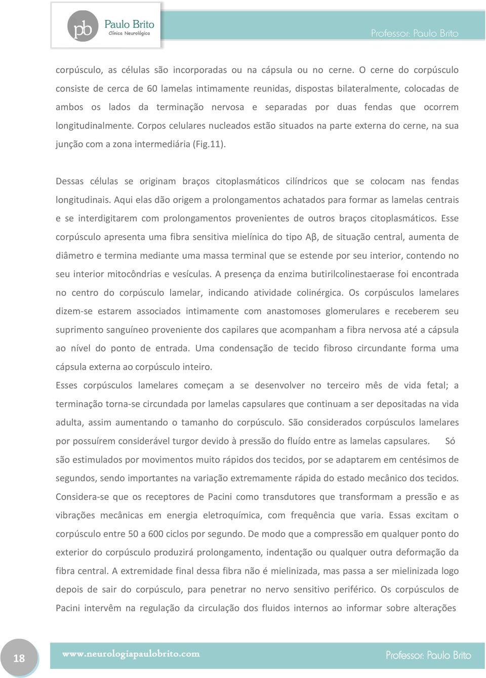 longitudinalmente. Corpos celulares nucleados estão situados na parte externa do cerne, na sua junção com a zona intermediária (Fig.11).