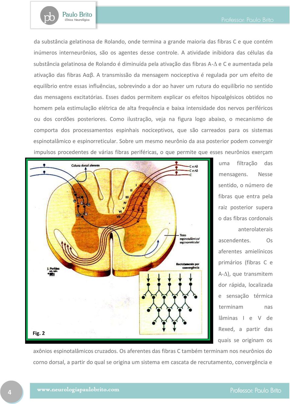 A transmissão da mensagem nociceptiva é regulada por um efeito de equilíbrio entre essas influências, sobrevindo a dor ao haver um rutura do equilíbrio no sentido das mensagens excitatórias.